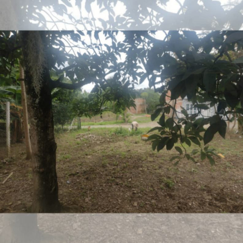 Palmira - Candelaria, San Isidro, Palmira, Valle del Cauca, Colombia 3